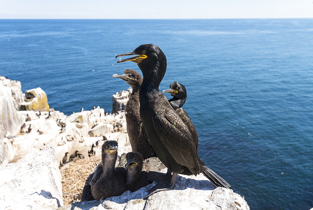 European Shag on chicks at nest on cliff, British Isles 