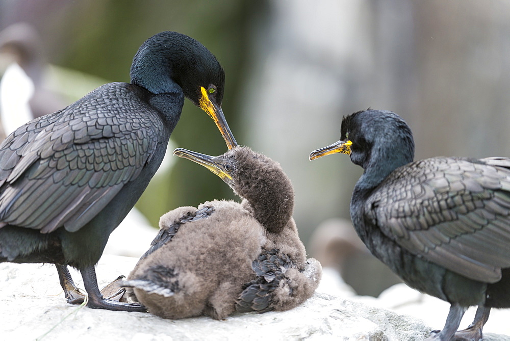 European Shags on chick at nest on cliff, British Isles 