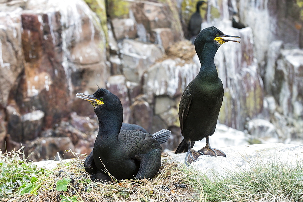 European Shags nesting on cliff, British Isles 