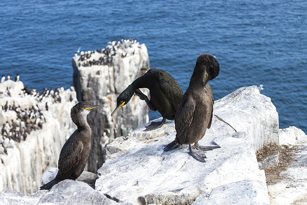 European Shags grooming on cliff, British Isles 