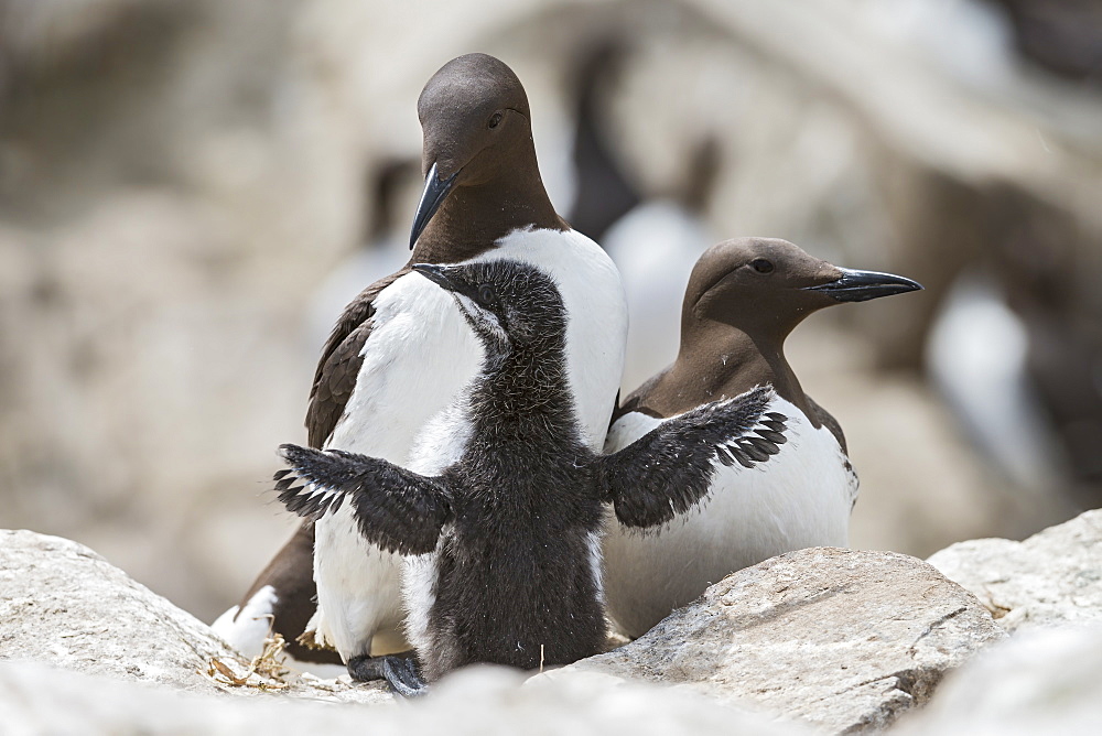 Common Guillemots and young on cliff, British Isles 