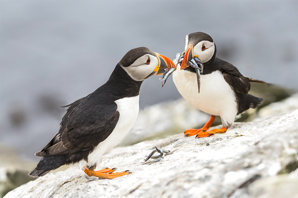 Atlantic Puffins on cliff with prey, British Isles