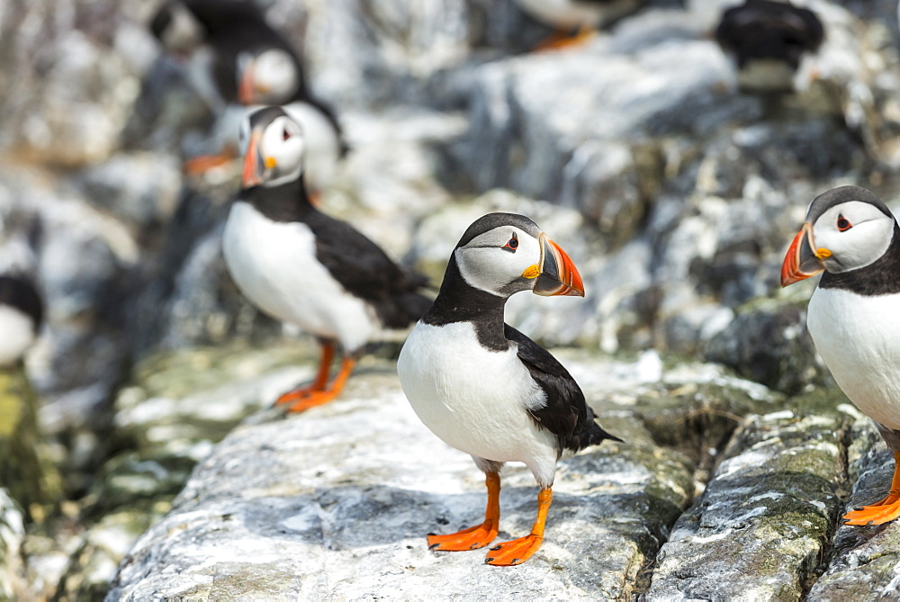 Atlantic Puffins on cliff, British Isles