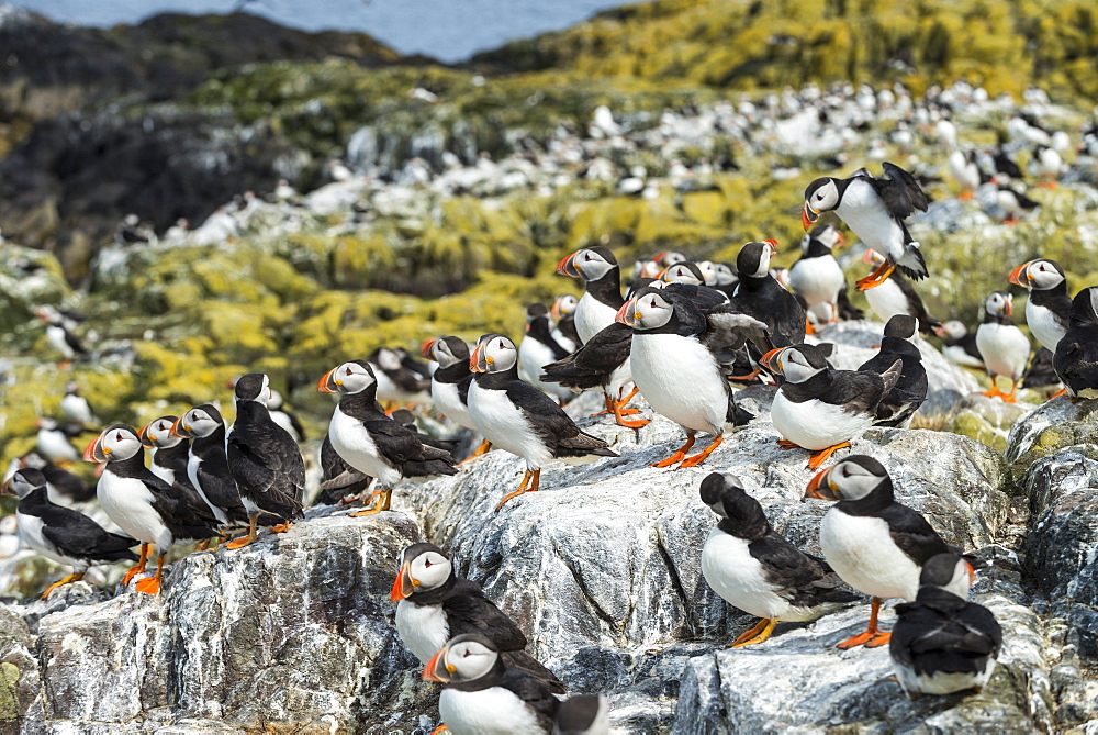 Atlantic Puffins colony on cliff, British Isles