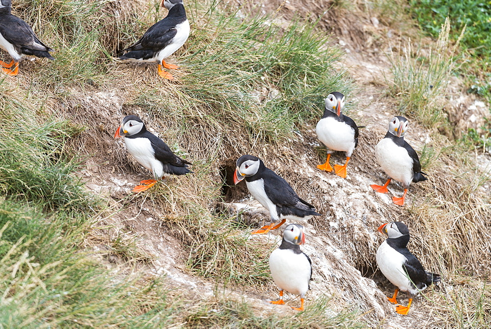 Atlantic Puffins nesting on cliff, British Isles