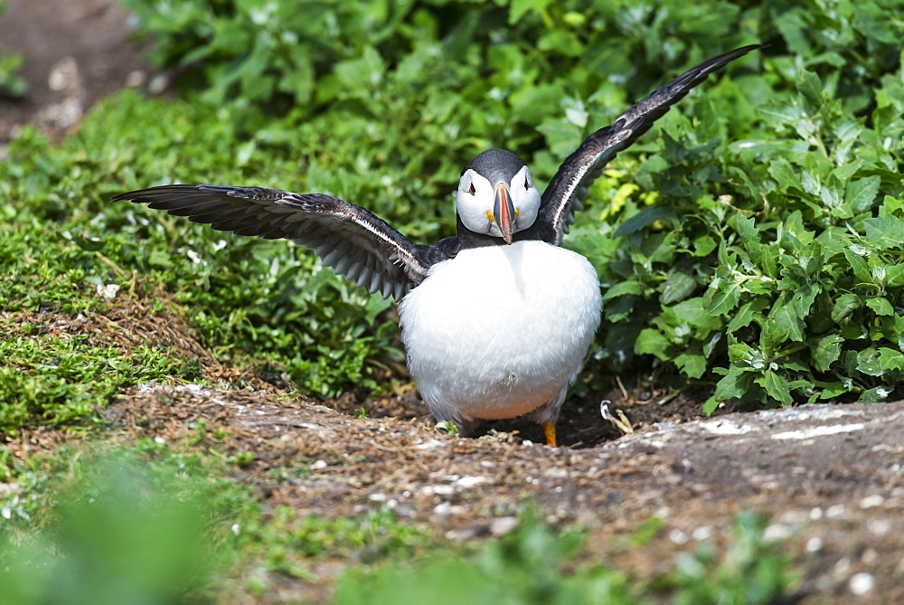 Atlantic Puffin nesting on cliff, British Isles