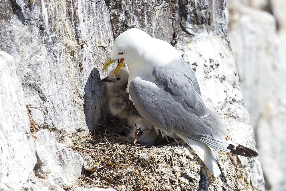 Kittiwake and nestlings, British Isles 