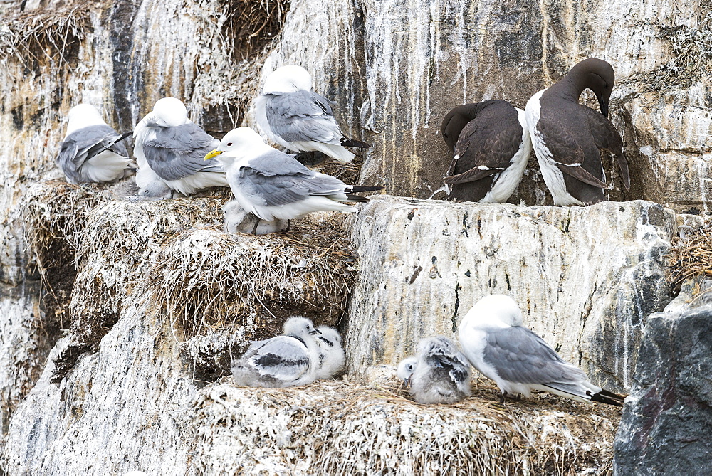 Kittiwakes at nest and Guillemots on cliff, British Isles 