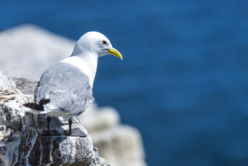 Kittiwake on cliff, British Isles 