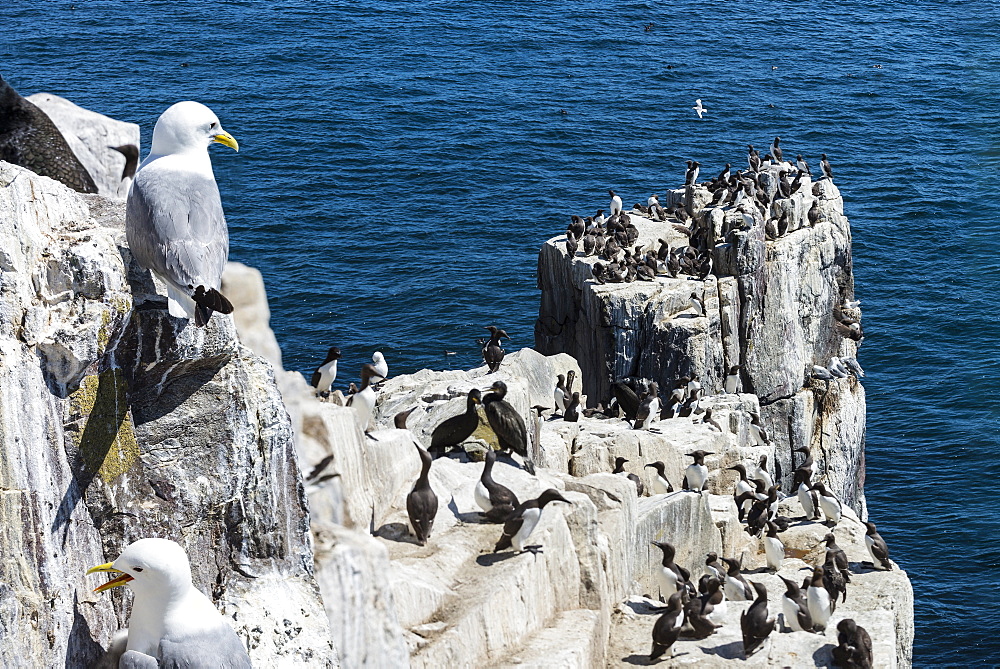 Kittiwakes on cliff, British Isles 