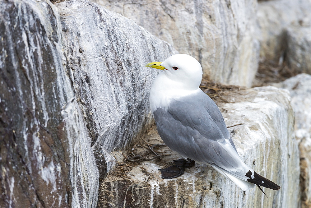 Kittiwake on cliff, British Isles 