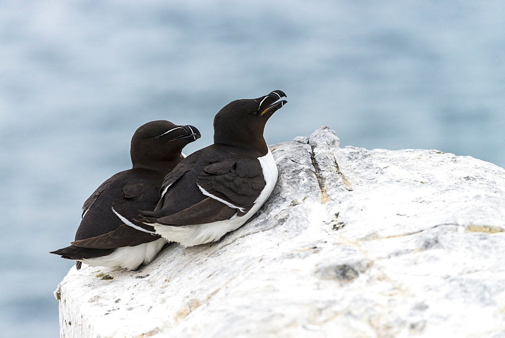 Razorbills lying on cliff, British Isles 