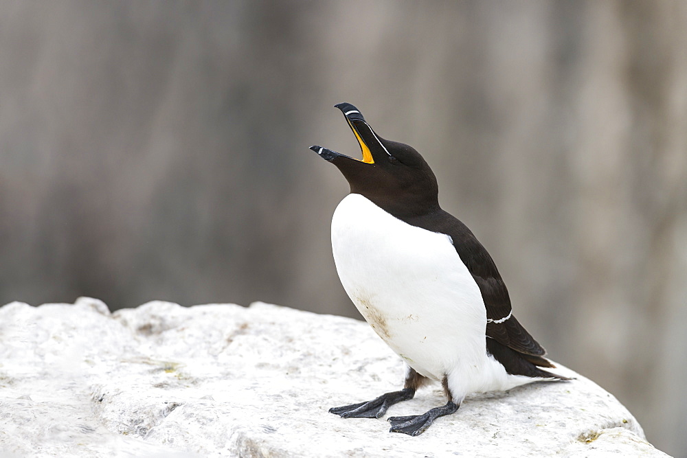 Razorbill shouting on cliff, British Isles 