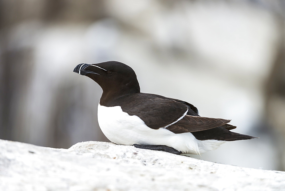 Razorbill lying on cliff, British Isles 