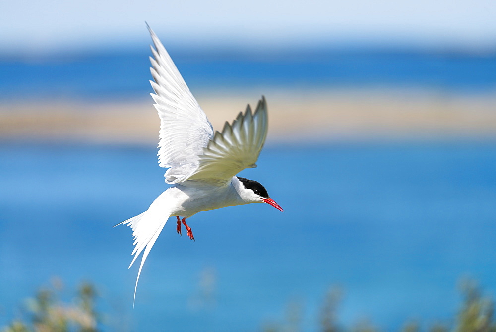 Arctic Tern in flight, British Isles 