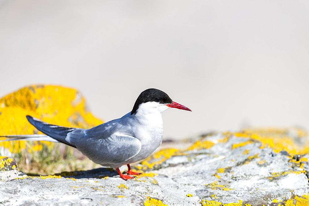 Arctic Tern on rock and lichen, British Isles 