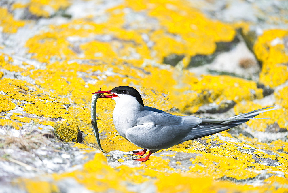 Arctic tern and chick on rock, British Isles 