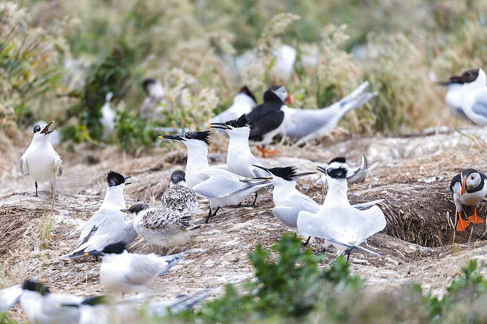 Sandwich Terns and Puffins in flight, British Isles