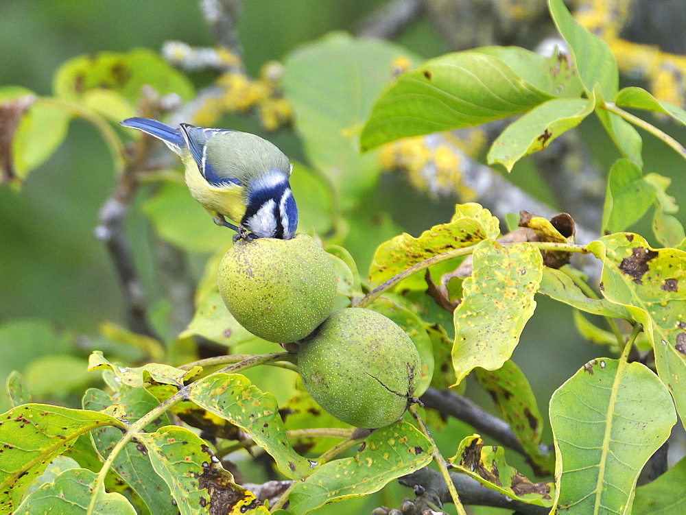 Blue Tit eating a nut, France 