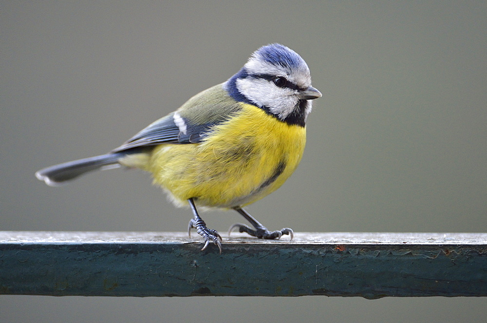 Blue tit on a railing, France 