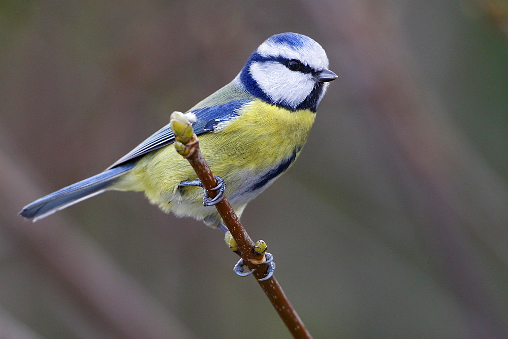 Blue tit on Italian Maple, France