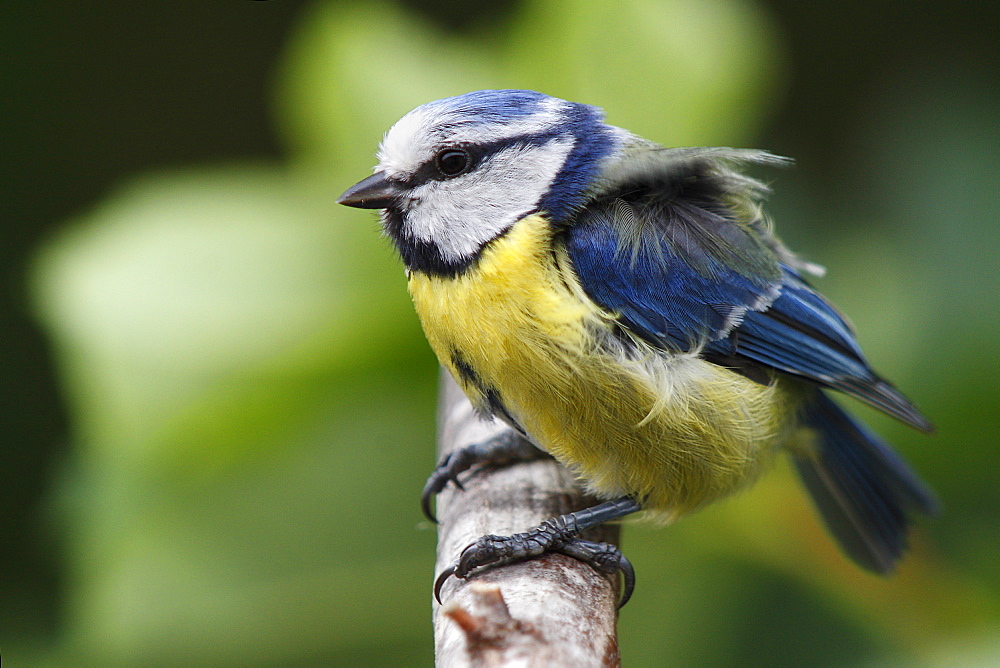 Blue tit on a branch in high winds, France 