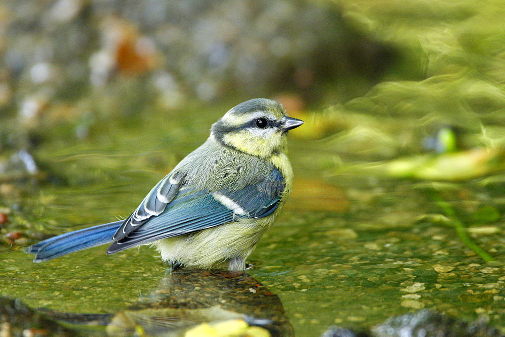 Blue Tit in a glade creek, France