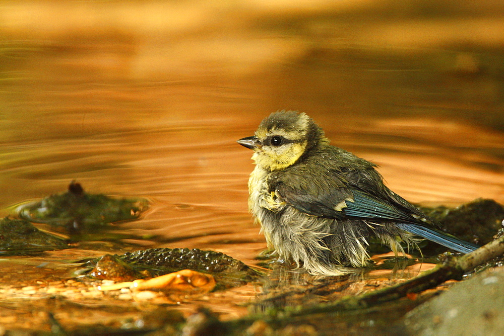 Blue Tit in a glade creek, France