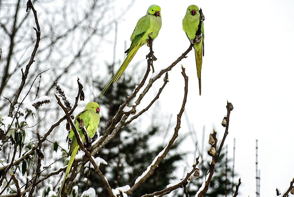 Ring-necked parakeets on a branch in winter, France 