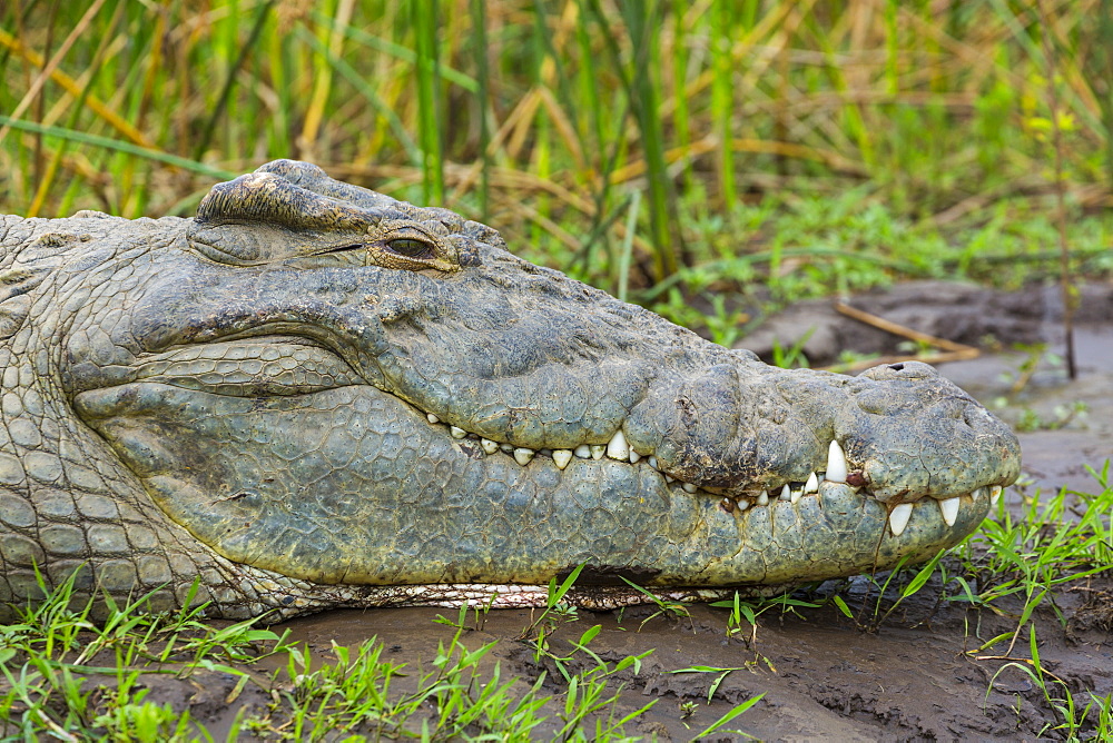 Portrait of Nile Crocodile on bank, Lake Chamo Ethiopia