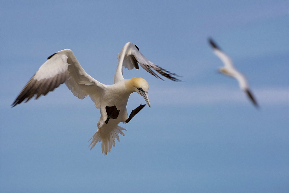 Gannet landing, Quebec Canada 