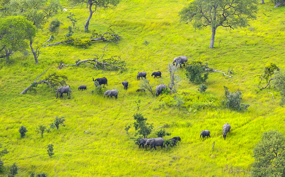 African Elephants in the plain, Okavango Delta Botswana