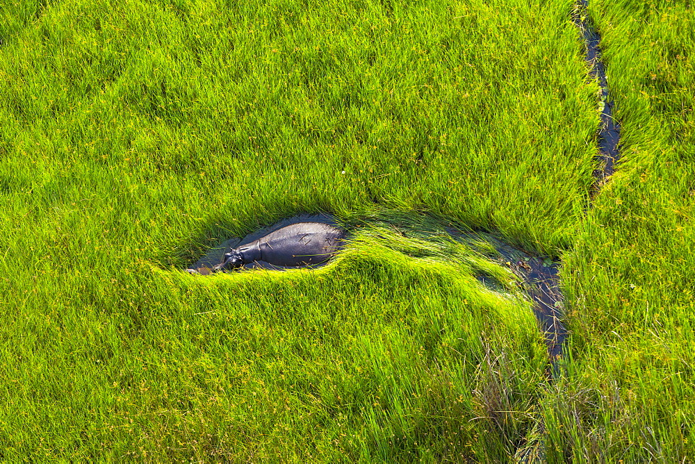 Hippo walking in the water, Okavango Delta Botswana