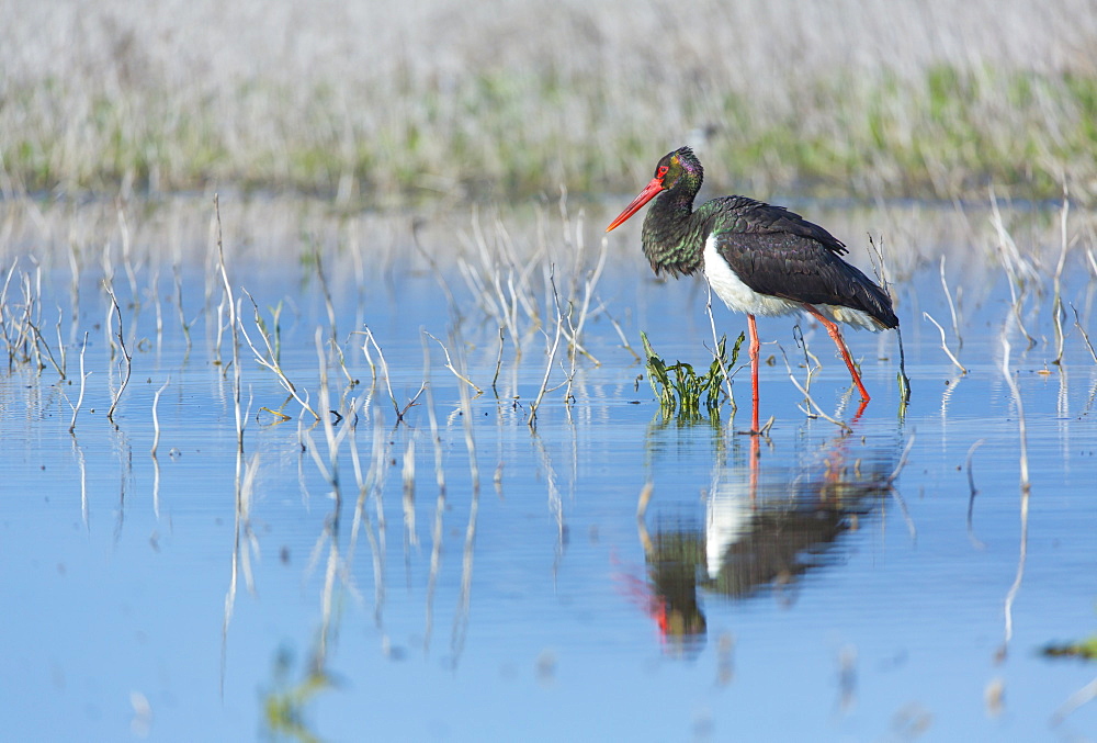 Black Stork walking in water, Bulgaria 