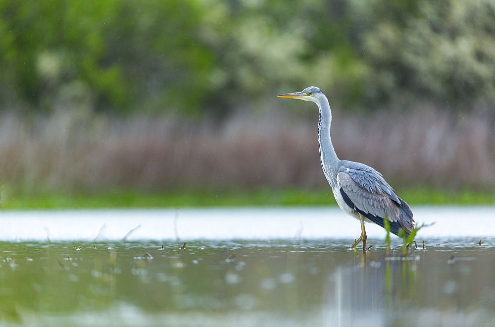 Grey Heron walking in a swamp, Bulgaria 