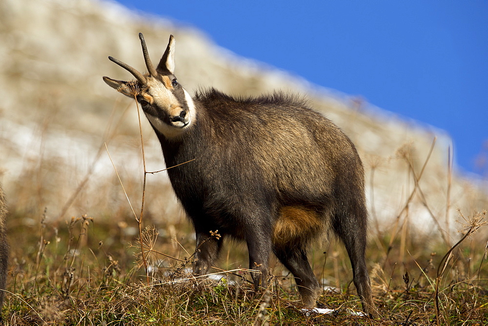 Male Chamois marking his territory, Jura Switzerland