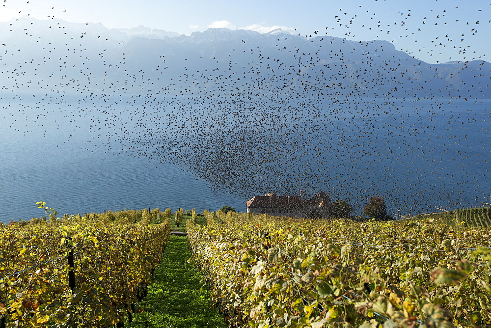 Starlings over the Lavaux terraced vineyards, Switzerland