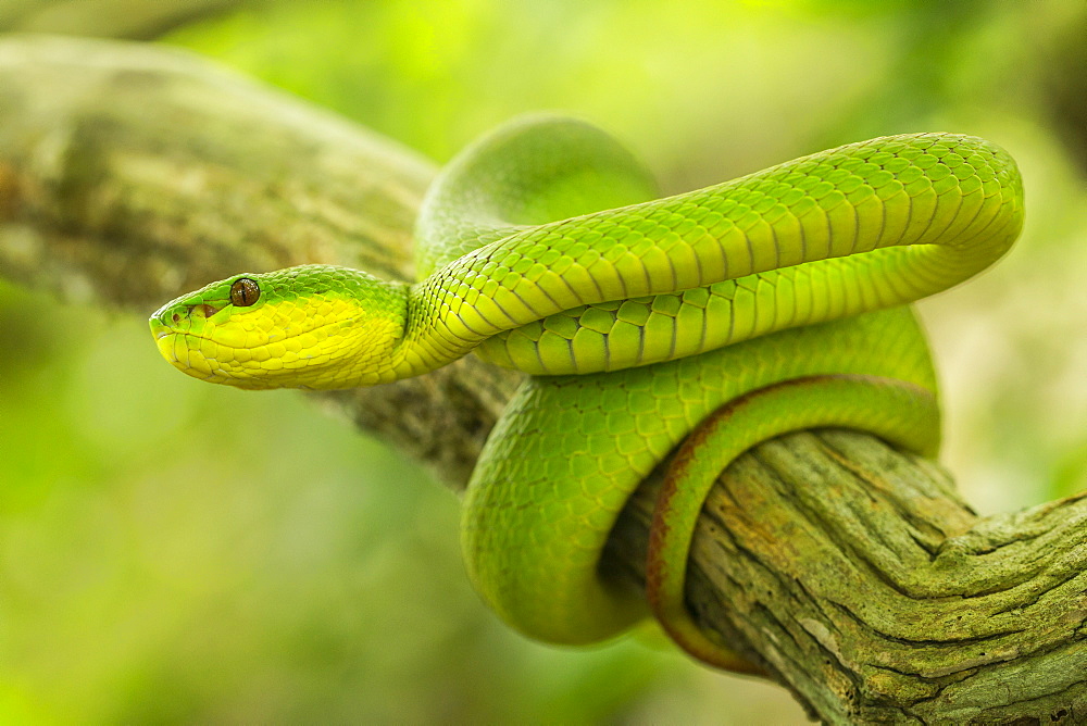 White-lipped Island Pit Viper on a branch, Komodo Indonesia