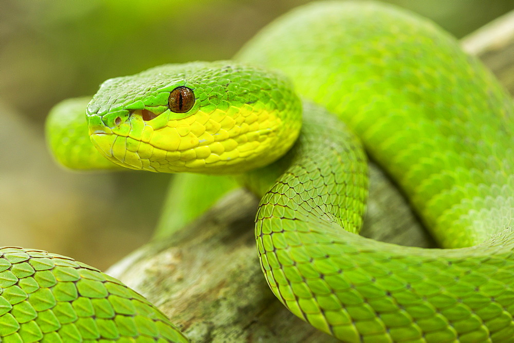 Portrait of White-lipped Island Pit Viper, Komodo Indonesia