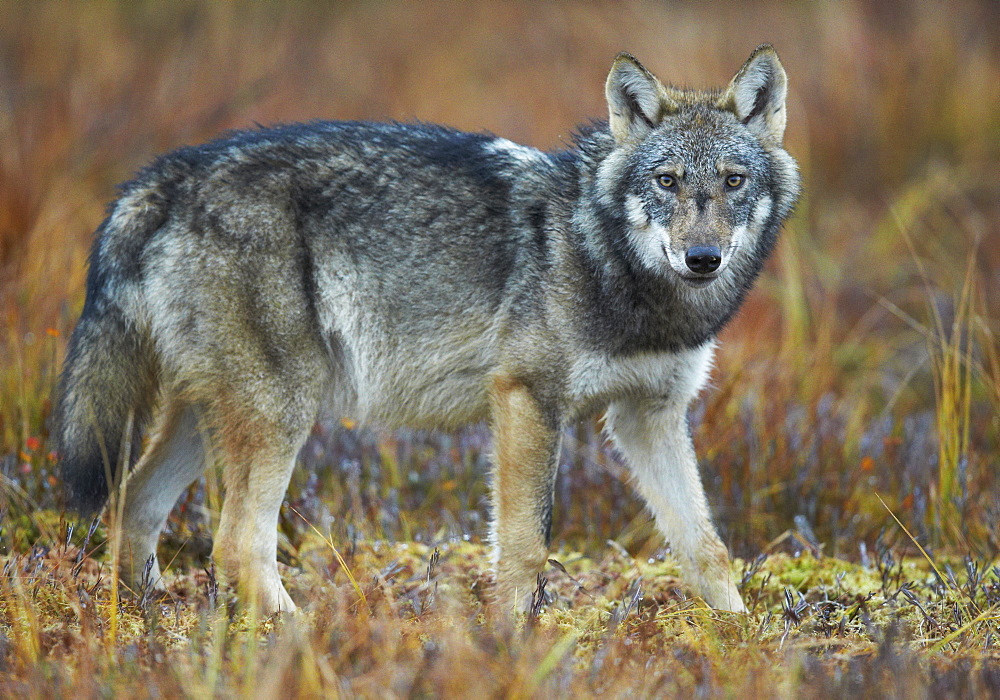 Grey wolf in wetlands in Eastern Finland