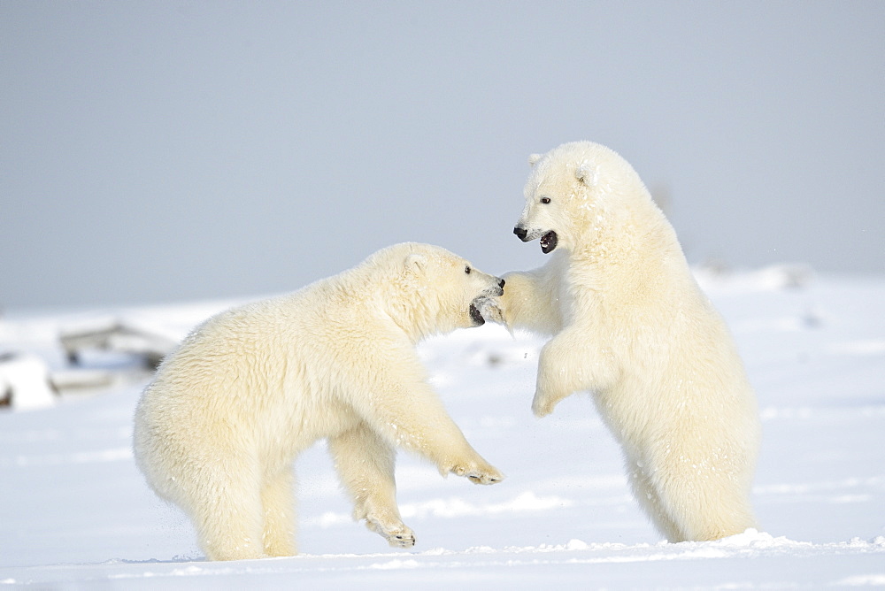 Polar bear cubs playing in the snow, Barter Island Alaska