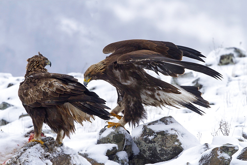 Golden eagle on his prey, Rhodopes mountains, Bulgaria