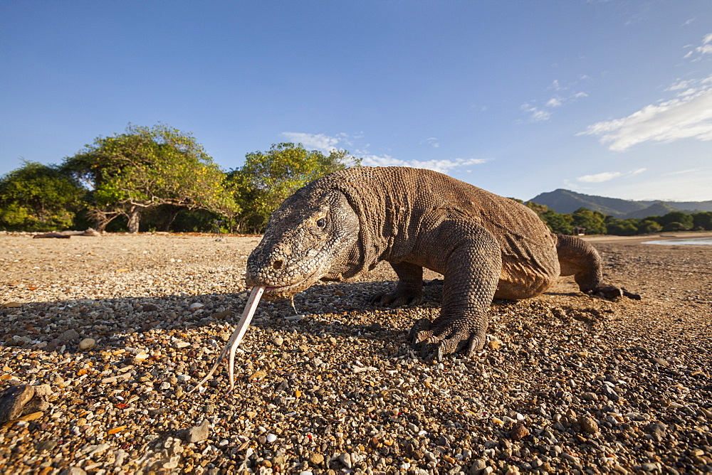 Komodo dragon on a beach, Komodo Indonesia