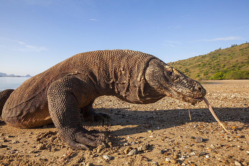 Komodo dragon on a beach, Komodo Indonesia