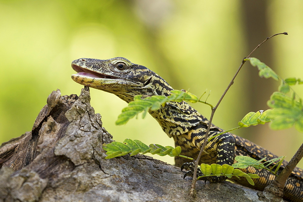 Young Komodo Dragon on a stump, Rinca Indonesia 