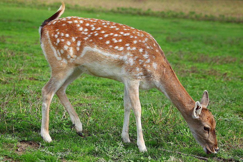 Fallow Deer eating grass, France 