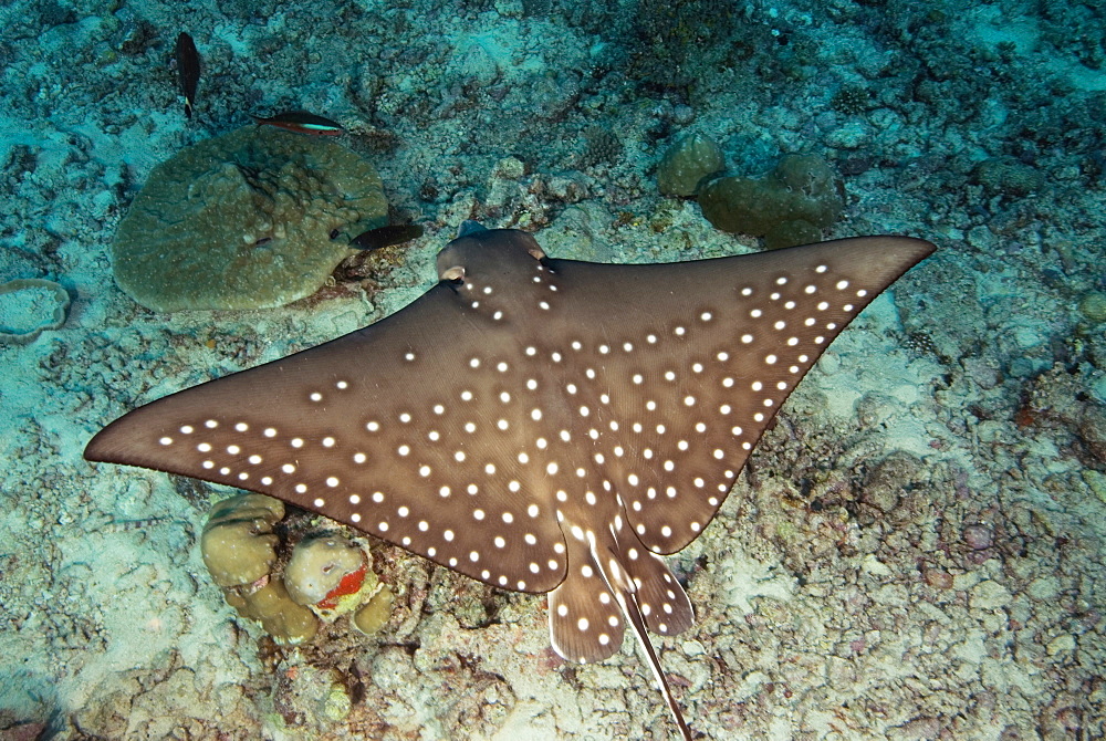 Spotted Eagle Ray on sea bottom, North Ari Atoll Maldives