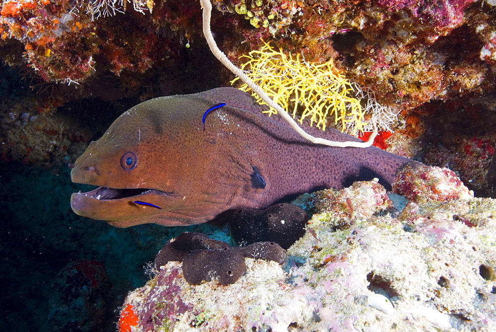 Undulated Moray with cleaning fishes, Ari Atoll Maldives