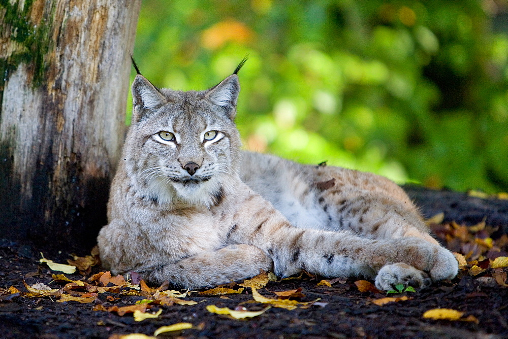 Eurasian lynx lying in the undergrowth, France 