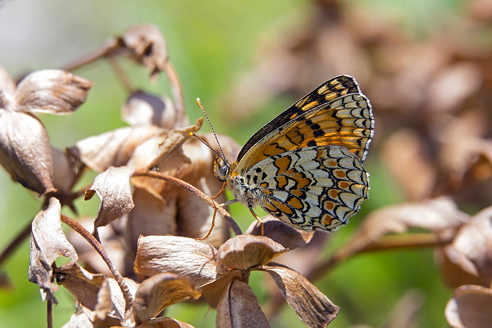 Knapweed fritillary on dry grass by end of summer